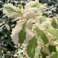 パイナップルミント,斑入りアップルミントの画像