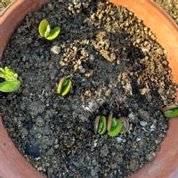 ルピナスの画像