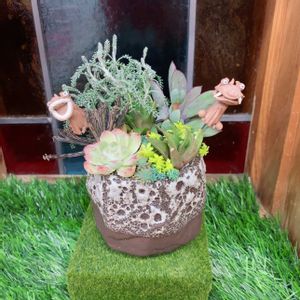 多肉植物,多肉植物寄せ植え,多肉大好き,多肉箱庭,シーサーの画像