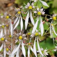 ユキノシタ,ジンジソウ,ジンジソウの画像