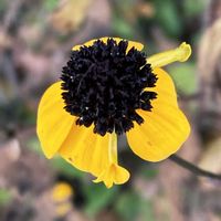 ルドベキア,お出かけ先にての画像