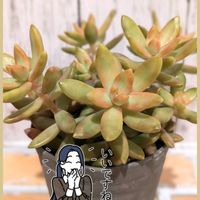 銘月,多肉植物,セダム属,多肉植物の紅葉,ぐんぐん祭りの画像