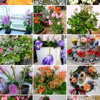 カネノナルキ,カランコエ,ストック,デンドロビウム,ハイビスカスの画像