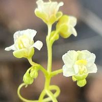 フウセンカズラ,出先,お花は癒し,花が好き❤,☆携帯撮影☆の画像