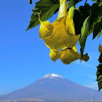 エンジェルストランペット,サザンカ,キダチチョウセンアサガオ,富士山,花のある暮らしの画像