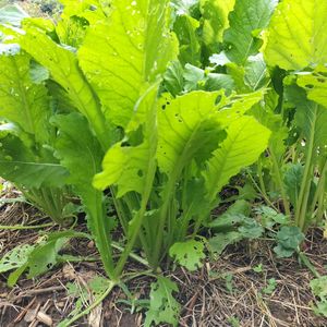 桜島大根,桜島大根,赤大根,ビタミン大根,聖護院蕪の画像