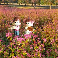 ソバ,ナンキンハゼ,蕎麦の花,高嶺ルビー,カバマダラ✨の画像