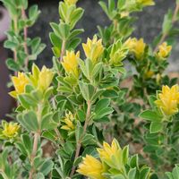 ロータス ブリムストーン,ロータス ブリムストーン,⭐️新葉,可愛い❤,庭の画像