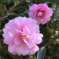 スイレン,乙女サザンカ,オトメサザンカ,大船フラワーセンター,ばら バラ 薔薇の画像