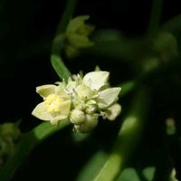 ハヤトウリ,ハヤトウリの花,ハヤトウリの実,松輪海岸,ハヤトウリ花と実の画像