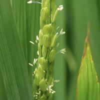 いね,稲の花,イネ（米）,白い花,花のある暮らしの画像