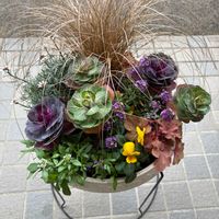 アリッサム,カレックス,ハボタン,ローダンセマム,葉牡丹の画像