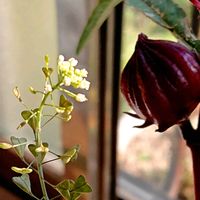 ローゼル,ローゼル(実),ローゼル(実),ぺんぺん草（なずな）,ペンペン草(なずな)の画像