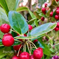 ヒイラギ,クリスマスホーリー,丸葉ヒイラギ,クリスマス,花のある暮らしの画像
