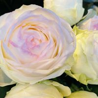 バラ アルヌワブラン,グラデーション,グリーン！グリーン！グリーン！,バラを楽しむ,素敵の画像