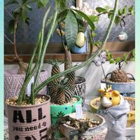 ソテツキリン,亀甲竜,斑入りタイトゴメ,セネシオ・スタペリフォルミス,Rajoyaの画像