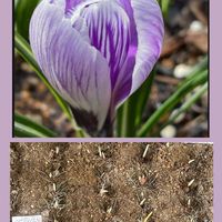 グラジオラス,クロッカス,チオノドクサ,植え替え,花のある暮らしの画像
