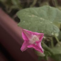 アサガオ,朝顔,アサガオ♡, アサガオ,ベランダの画像