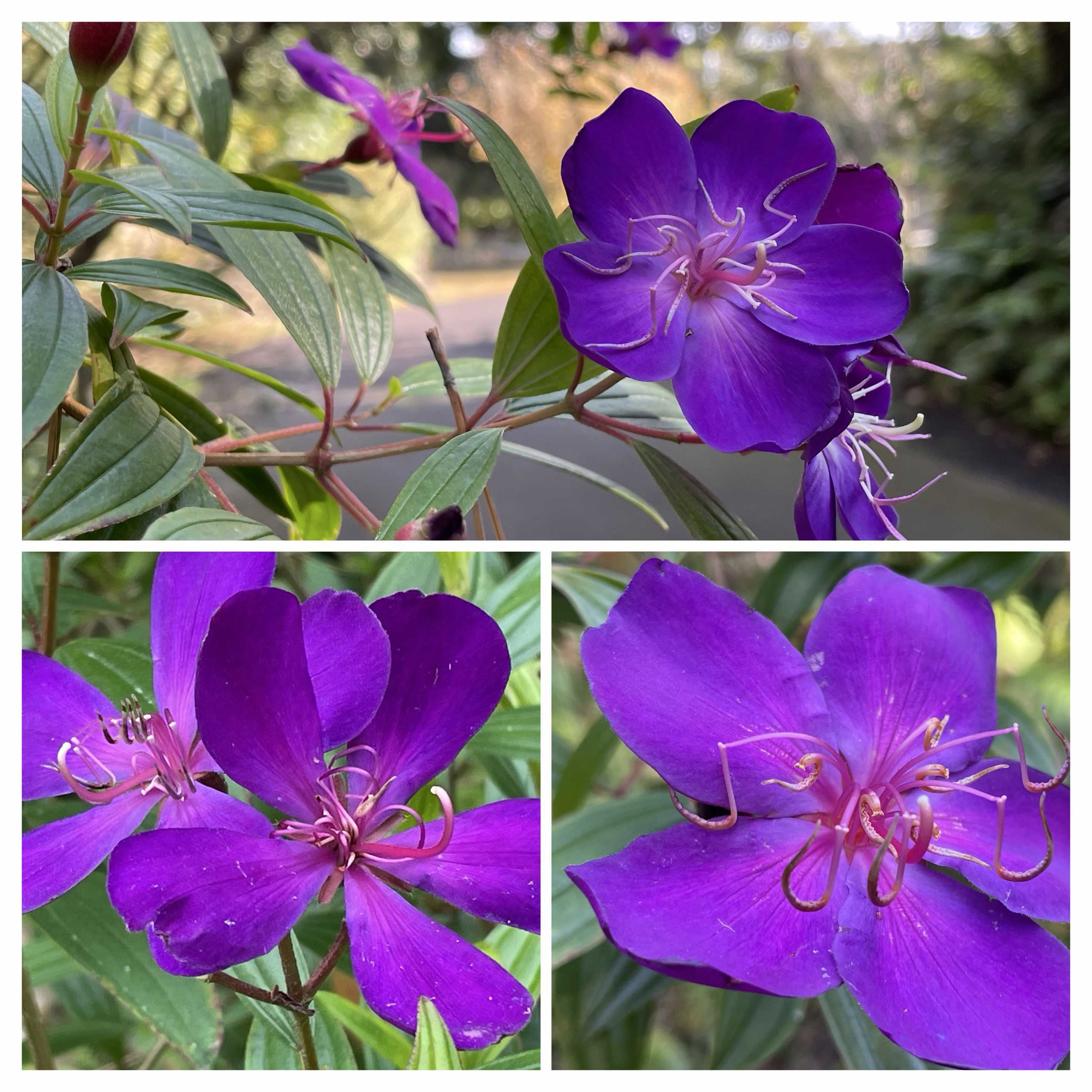 コンロンカの育て方｜置き場所や挿し木の方法は？剪定は必要