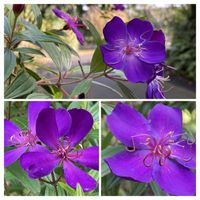 コンロンカ,シコンノボタン,ツワブキ,綿の花,バラ  ジュリアの画像