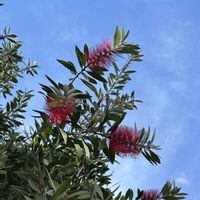 ブラシの木,カリステモン,おでかけ先,ミラーレス一眼,DAHONの画像