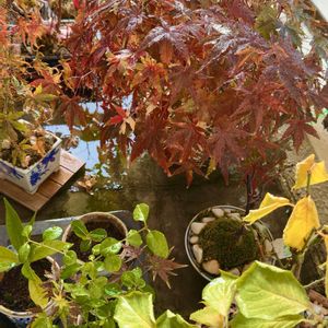 イロハモミジ,イロハモミジ,タブノキ,タブノキ,梅の木の画像