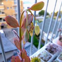 胡蝶の舞,多肉植物,カランコエ属,秋を楽しむ,ニョロン(26日)の日の画像