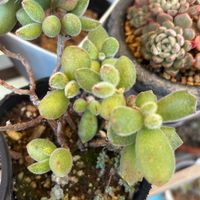 熊童子,多肉植物,多肉大好き,コチレドン属,つながりに感謝の画像