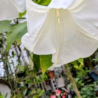 モクビャッコウ,ピレア,デンファレ,エンゼルトランペット,ブバルディアの画像