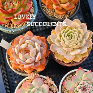 オウンスロー,多肉植物,エケベリア属,多肉大好き,ガーデニングの画像