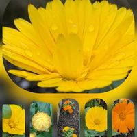 キンセンカ,マリーゴールド,サザンクロス,カレンジュラ,センジュギクの画像