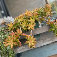 オウレイ,多肉植物,ガーデニングの画像