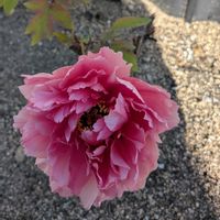 ムクゲ,花のある暮らし,花いろいろ,好古園,ぼたんの画像