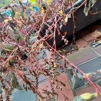 蓼藍(タデアイ),藍(タデ藍:シロバナ),山野草,染料,藍染の画像