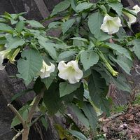 エンジェルストランペットの画像