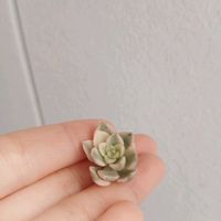 ティンカーベル　錦,多肉植物,多肉初心者,カット苗,発根の画像