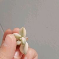 ティテュバンス錦,ティテュバンス錦,多肉植物,多肉初心者,カット苗の画像