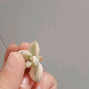 ティテュバンス錦,ティテュバンス錦,多肉植物,多肉初心者,カット苗の画像