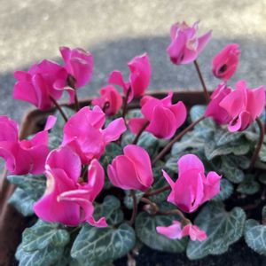 ガーデンシクラメン,ガーデンシクラメン,花が好き,無農薬❤家庭菜園,野菜が好きの画像