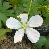 ゲラニウム,日向,宿根・多年草,小さな庭の画像