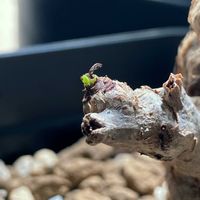 紅彩閣,オトンナ ヘレー,パキコルムス ディスカラー,象の木,センナ・メリディオナリスの画像