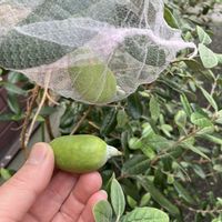 フェイジョア,フェイジョア 実,果樹の画像