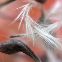 センニンソウ,センニンソウ,センニンソウ,ボタンヅル,ボタンヅルの画像