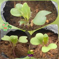 ロマネスコ,カリフラワー,ダ・ヴィンチ,カリフローレ,マルケの画像