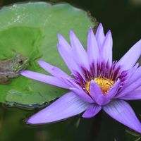 熱帯スイレン,熱帯スイレン,熱帯睡蓮　ディレクターＧTムーア,カエル,スイレン科の画像