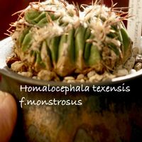 綾波モンスト,Echinocactus texensis f. monst.,カクタス広瀬,中川智治,小さな庭の画像