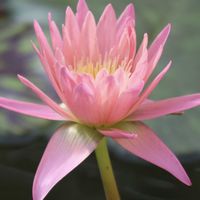 熱帯スイレン,熱帯スイレン,熱帯睡蓮　オータムクラッシュ,熱帯睡蓮(チャーリーズ・プライド),スイレン科の画像