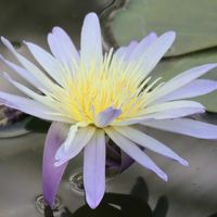 熱帯スイレン,熱帯スイレン,熱帯睡蓮 グリーンスモーク,熱帯性睡蓮 ハンターズムーン,スイレン科の画像