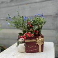 チェッカーベリー,初恋草　秋青,寄せ植え,ガーデニング,ギフトの画像