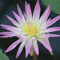 熱帯スイレン,熱帯スイレン,熱帯睡蓮 クイーンオブサイアム,熱帯睡蓮ダーシー・プレスネル,スイレン科の画像